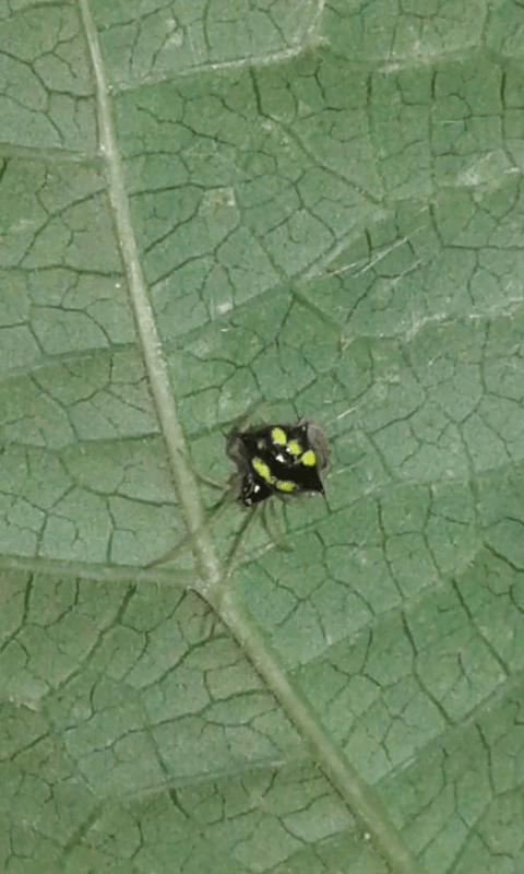 Theridula gonygaster (Theridiidae)? S� - prov. PD